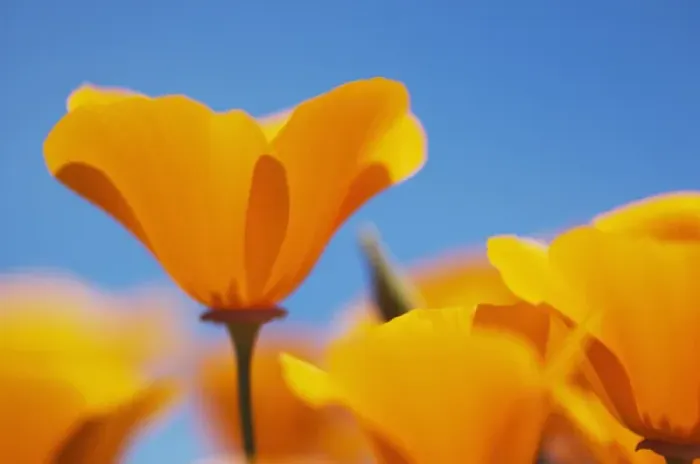 Framed Print : California poppies, Eschscholzia californica californica, San Simeon State Park Framed Print : California poppies, Eschscholzia californica californica, San Simeon State Park
