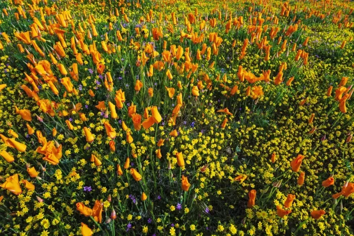 Framed Print : California Poppies and Goldfield, Antelope Valley, California, USA Framed Print : California Poppies and Goldfield, Antelope Valley, California, USA