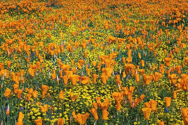 California Poppies and Goldfield, Antelope Valley, California, USA