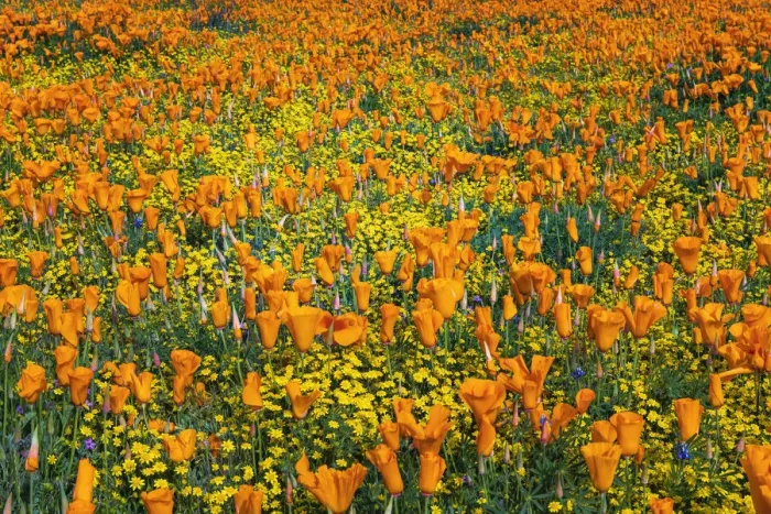 Framed Print : California Poppies and Goldfield, Antelope Valley, California, USA