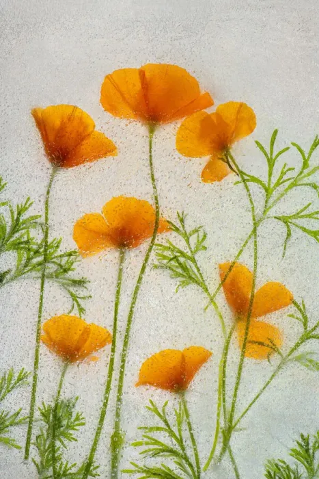 Framed Print : California poppies in ice Framed Print : California poppies in ice