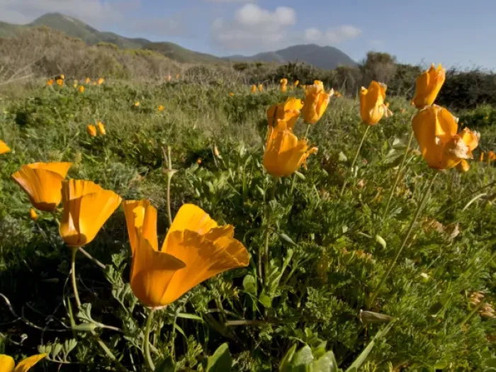 Framed Print : California poppies in Montana de Oro State Park, Los Osos, CA Framed Print : California poppies in Montana de Oro State Park, Los Osos, CA