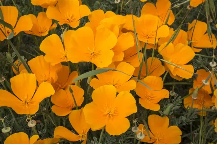 Framed Print : California poppies in Montana de Oro State Park, Los Osos, California Central Coast