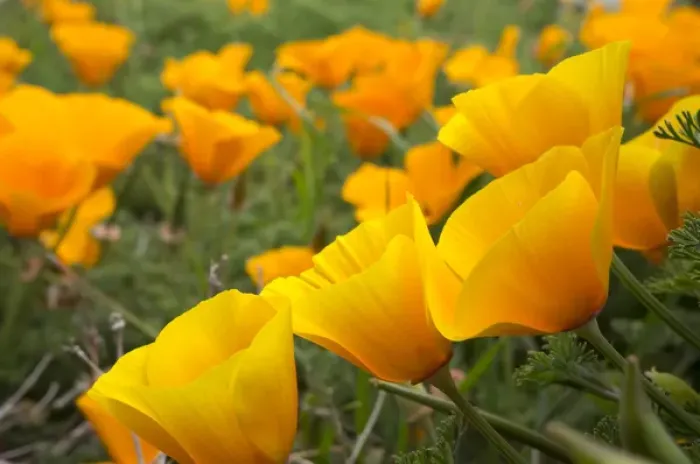 Framed Print : California poppies in Montana de Oro State Park, Los Osos, California Central Coast Framed Print : California poppies in Montana de Oro State Park, Los Osos, California Central Coast