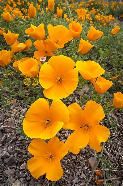 California Poppies, Montana de Oro State Park, California Central Coast, Los Osos
