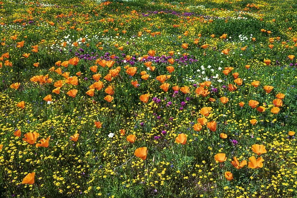 California Poppies Owls Clover and Goldfield, Antelope Valley, California, USA