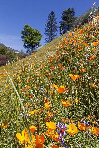 California Poppies. Yosemite Valley. Unesco World Heritage Site, California