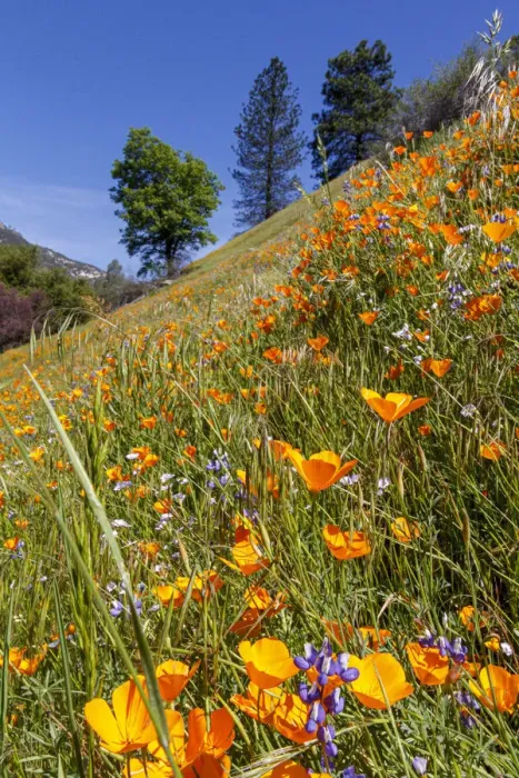 Framed Print : California Poppies. Yosemite Valley. Unesco World Heritage Site, California