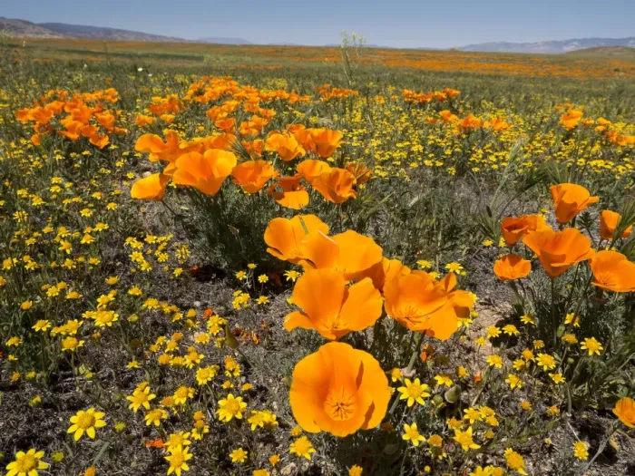 Framed Print : California poppy, Antelope Valley California Poppy Reserve State Natural Reserve