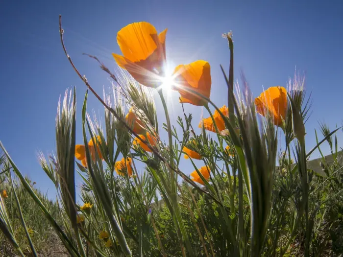 Framed Print : California poppy, Antelope Valley California Poppy Reserve State Natural Reserve