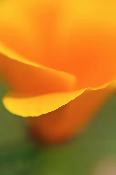 California Poppy detail (Eschscholtzia californica), Antelope Valley, California