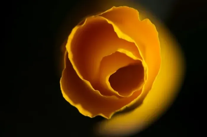 Framed Print : California Poppy, Santa Cruz, California, USA Framed Print : California Poppy, Santa Cruz, California, USA