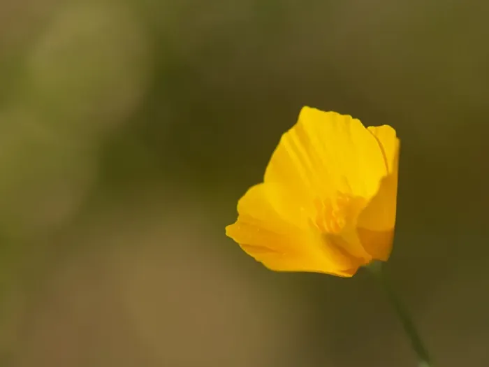 Framed Print : California poppy, Southern California, Los Angeles Framed Print : California poppy, Southern California, Los Angeles