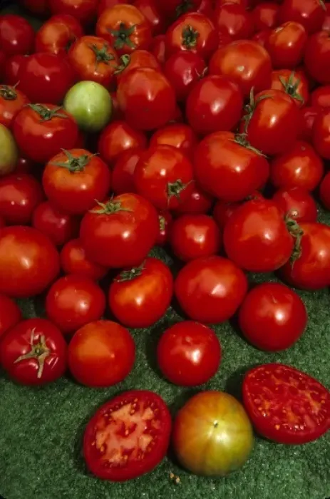 Framed Print : California: Santa Barbara Market, red tomatoes for sale with one cut open in foreground, October Framed Print : California: Santa Barbara Market, red tomatoes for sale with one cut open in foreground, October