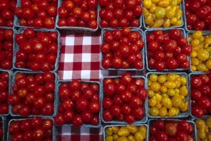 Framed Print : California: Santa Barbara Market, baskets of yellow and red cherry tomatoes for sale, October Framed Print : California: Santa Barbara Market, baskets of yellow and red cherry tomatoes for sale, October