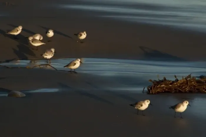 Framed Print : California, Santa Barbara, Montecito, Butterfly Beach, Sanderlings Framed Print : California, Santa Barbara, Montecito, Butterfly Beach, Sanderlings