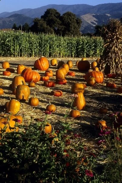 California: Santa Ynez Valley, Solvang farm stand, with pumpkins and hay stack, October