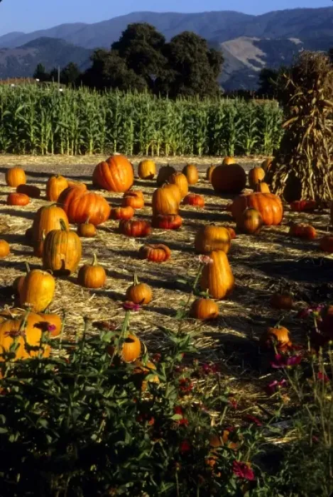 Framed Print : California: Santa Ynez Valley, Solvang farm stand, with pumpkins and hay stack, October Framed Print : California: Santa Ynez Valley, Solvang farm stand, with pumpkins and hay stack, October