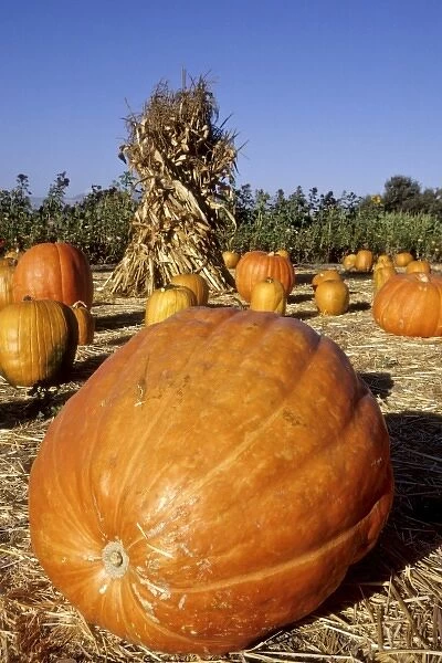 California: Santa Ynez Valley, Solvang farm stand with pumpkins and hay stack, October PR