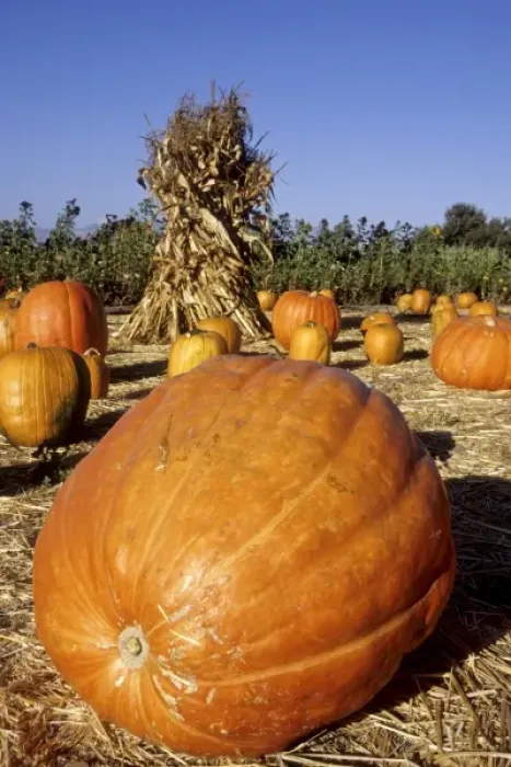 Framed Print : California: Santa Ynez Valley, Solvang farm stand with pumpkins and hay stack, October PR Framed Print : California: Santa Ynez Valley, Solvang farm stand with pumpkins and hay stack, October PR