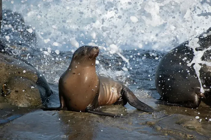 Framed Print : California sea lion La Jolla, California Framed Print : California sea lion La Jolla, California