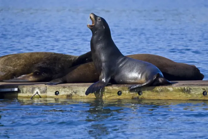 Framed Print : California Sea Lions rest on a dock in northern California Framed Print : California Sea Lions rest on a dock in northern California