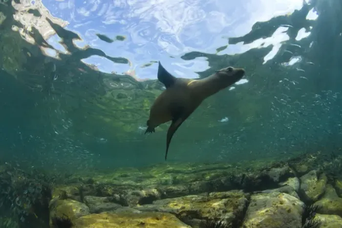 Framed Print : California Sea Lions (Zalophus californianus), Los Islotes Marine Preserve, Espiritu Santo Island