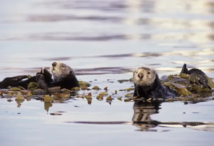 Framed Print : 05. California Sea Otter Enhydra lutris