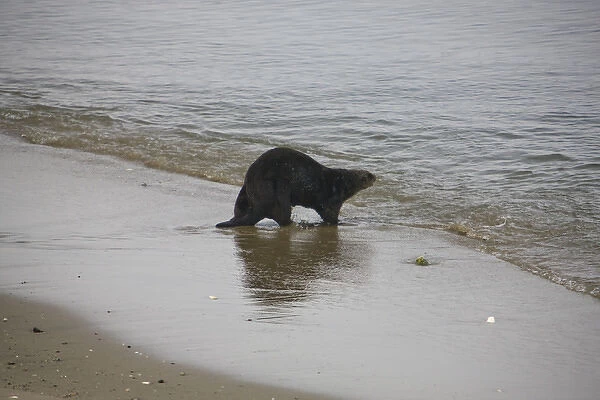 California Sea Otter (Enhydra lutris) walks back into the ocean from dry land - Moss Landing