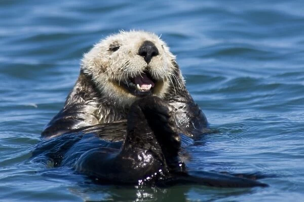 California Sea Otter (Enhydra lutris) grooms its fur - Moss Landing, California