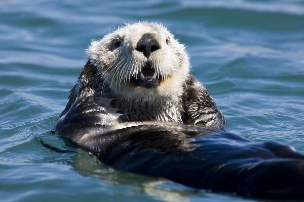 California Sea Otter (Enhydra lutris) grooms its fur - Moss Landing, California