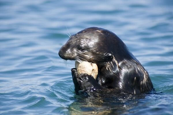 A California Sea Otter (Enhydra lutris) eats a clam - Moss Landing, California