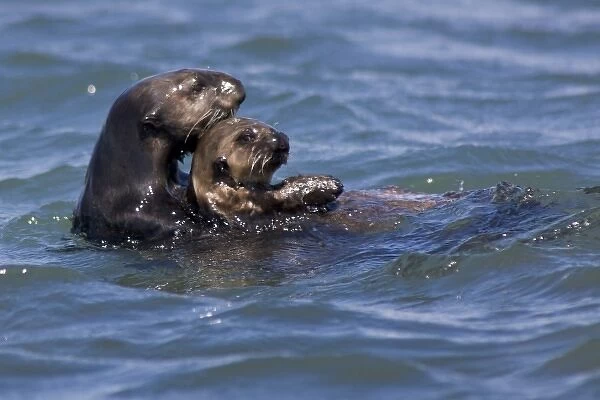 California Sea Otter and Pup (Enhydra lutris) - Moss Landing, California
