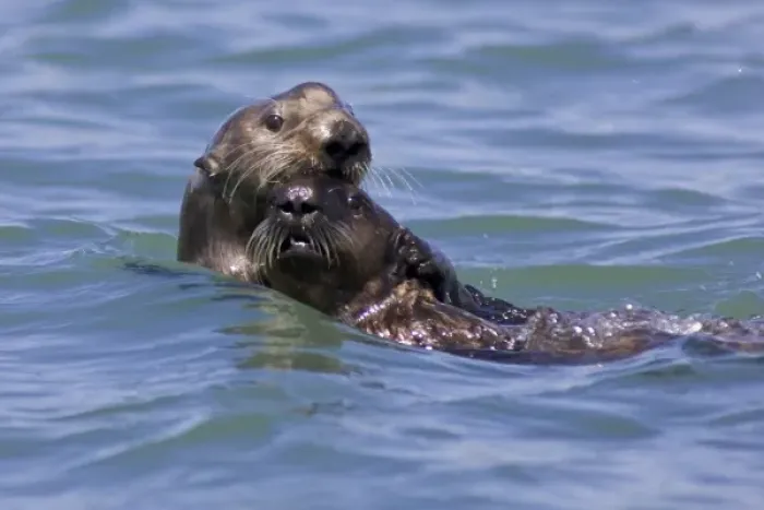 Framed Print : California Sea Otter and Pup (Enhydra lutris) - Moss Landing, California