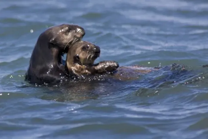 Framed Print : California Sea Otter and Pup (Enhydra lutris) - Moss Landing, California Framed Print : California Sea Otter and Pup (Enhydra lutris) - Moss Landing, California