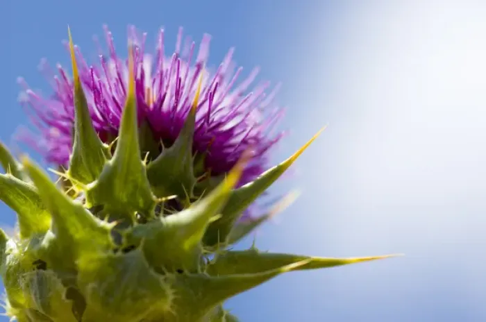 Framed Print : California thistle, Cirsium arvense, Lafayette Reservoir, Lafayette, California Framed Print : California thistle, Cirsium arvense, Lafayette Reservoir, Lafayette, California