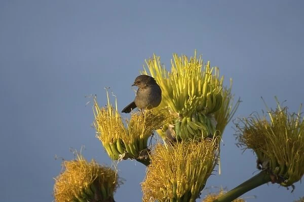 California towhee, Pipilo crissalis, perched on desert wildflowers at La Bufadora