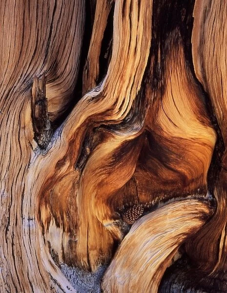 California. USA. Bristlecone pine cone & contorted trunk of ancient bristlecone pine