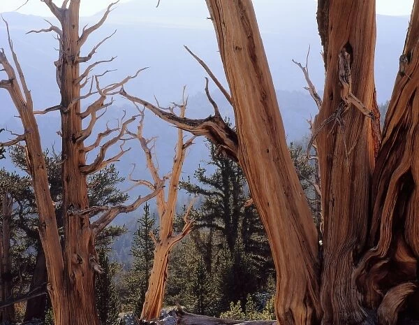 California. USA. Bristlecone pine snags & living trees (Pinus longaeva). Patriarch Grove