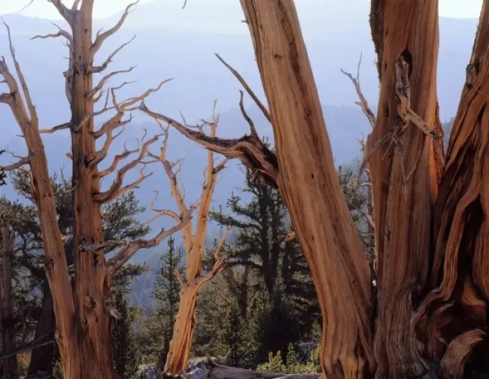 Framed Print : California. USA. Bristlecone pine snags & living trees (Pinus longaeva). Patriarch Grove Framed Print : California. USA. Bristlecone pine snags & living trees (Pinus longaeva). Patriarch Grove
