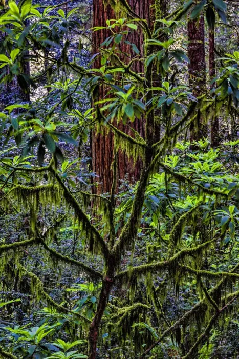 Framed Print : California, USA, Jedediah Smith Redwoods State Park, Redwoods National Park Framed Print : California, USA, Jedediah Smith Redwoods State Park, Redwoods National Park