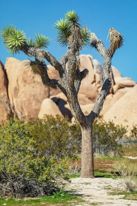 Framed Print : California, USA. Joshua tree and rock formations in Joshua Tree National Park Framed Print : California, USA. Joshua tree and rock formations in Joshua Tree National Park
