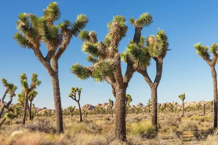 Framed Print : California, USA. Joshua Trees in Joshua Tree National Park Framed Print : California, USA. Joshua Trees in Joshua Tree National Park