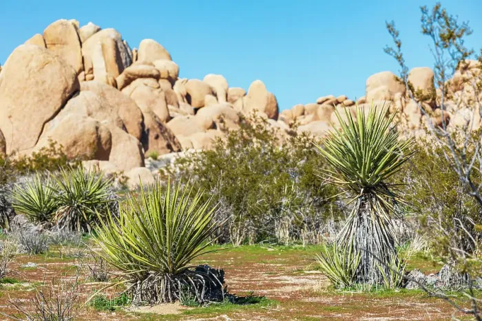 Framed Print : California, USA. Yucca plants and rock formations in Joshua Tree National Park Framed Print : California, USA. Yucca plants and rock formations in Joshua Tree National Park