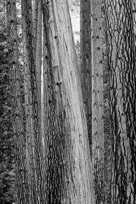 Framed Print : California, Yosemite National Park. Ponderosa pine and Incense cedar trees Framed Print : California, Yosemite National Park. Ponderosa pine and Incense cedar trees