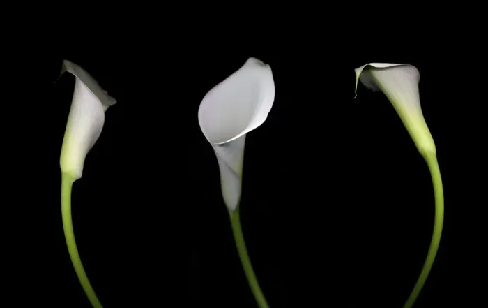 Framed Print : Calla Lily Framed Print : Calla Lily
