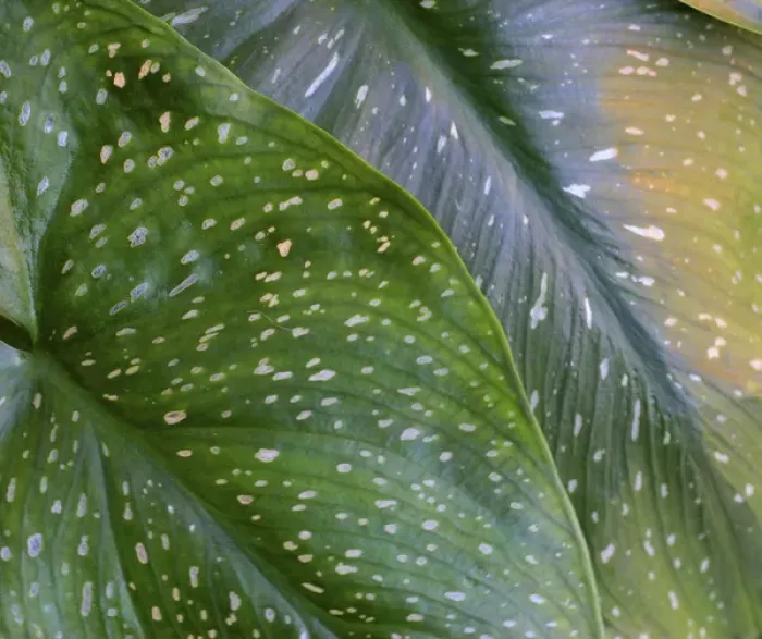 Framed Print : Calla spotted leaf abstract Framed Print : Calla spotted leaf abstract