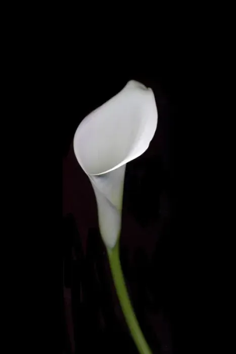 Framed Print : Calla study Framed Print : Calla study
