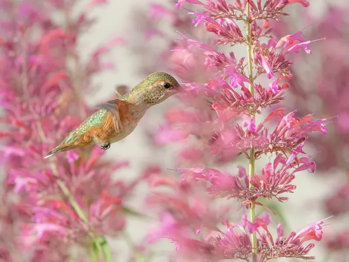 Framed Print : Calliope hummingbird feeding on agastache flowers, New Mexico