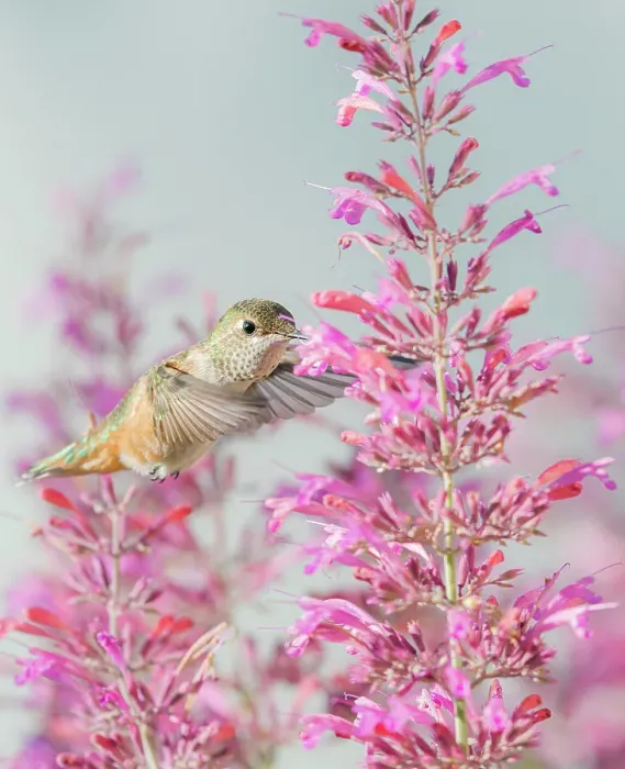 Framed Print : Calliope hummingbird feeding on agastache flowers, New Mexico Framed Print : Calliope hummingbird feeding on agastache flowers, New Mexico